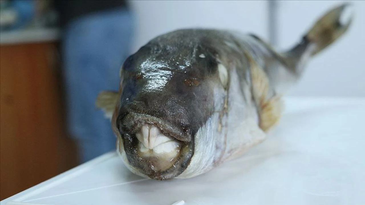 Balon balığı avcılığı destekleme tutarında artış!