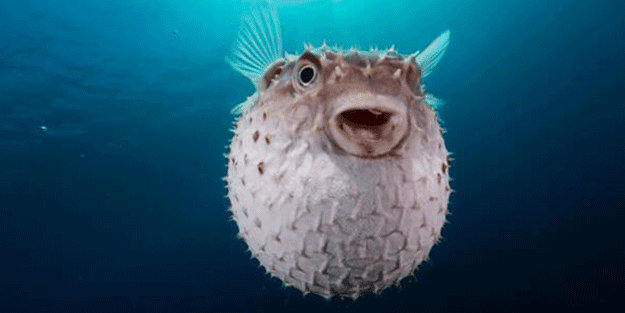 Balon balığı için yarışacaklar!