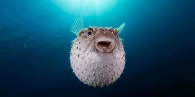 Balon balığı için yeni karar! Fiyatı arttı