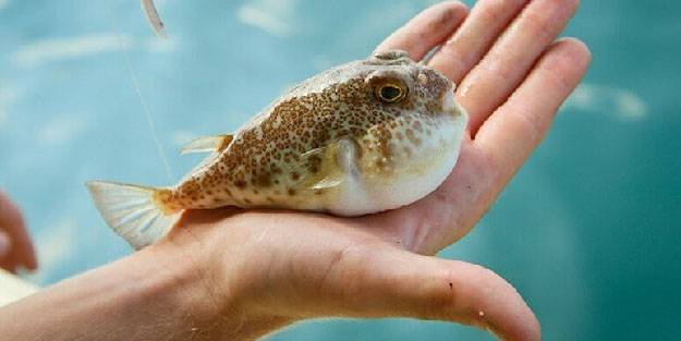 Balon balığı kadın çantası oldu, cüzdan, cep telefonu ve bilgisayar kılıfı yolda