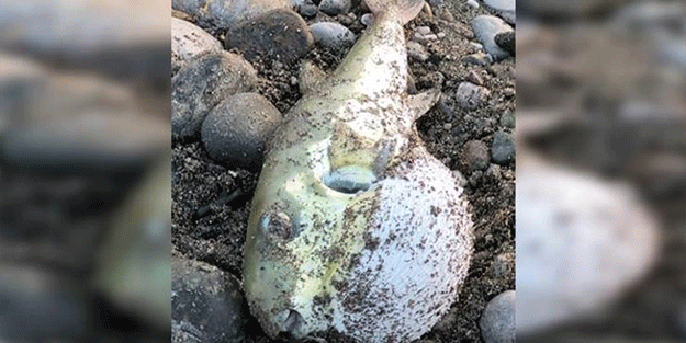 Balon balığı yiyen 7 şahıs hastanelik oldu