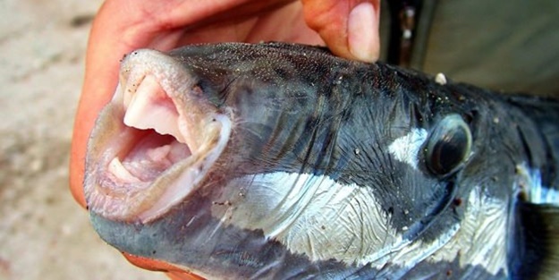 Balon balığından üretilecek! Türkiye'den numune gönderildi