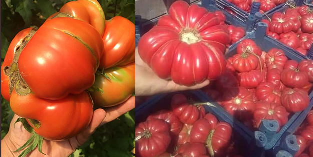 Balon gibi şişiyor! Dev domates yetiştirme formülü