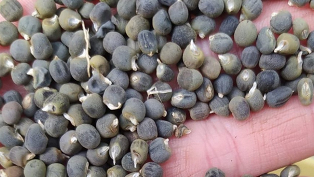 Bamya tohumu! Ramazan ayında fiyatları, gram altınla yarışıyor!