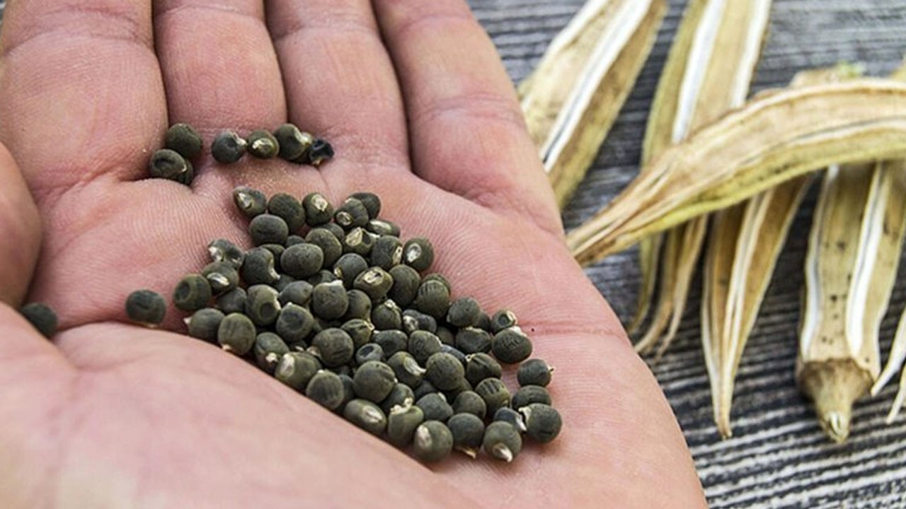 Bamya Tohumu: Faydaları saymakla bitmiyor!