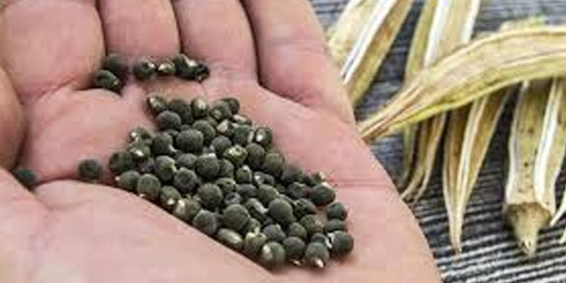 Bamya tohumu: Kötü kolesterolün düşmanı