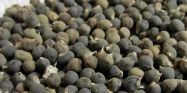 Bamya tohumu: Malzemesi her an her yerde var! Öyle ki almayan pişman olacak! Benzeri görülmemiş faydası