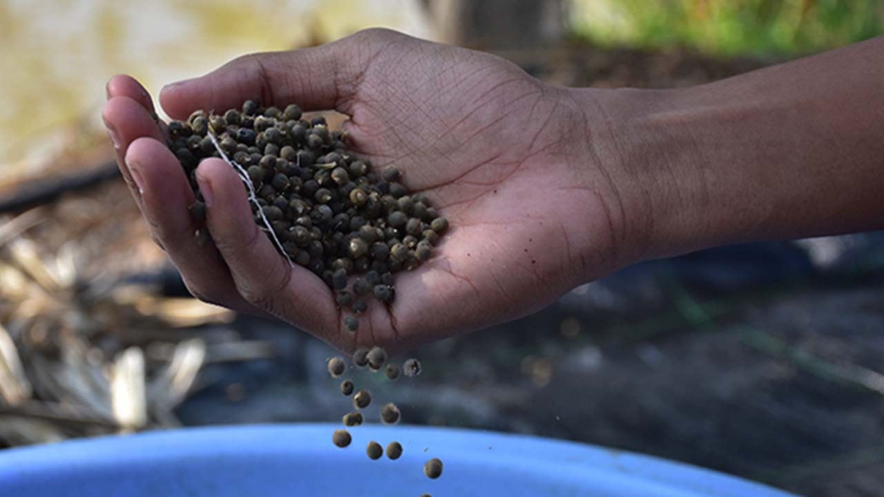 Bamya tohumu! Sevilen özelliği: Hafızayı güçlendiriyor!