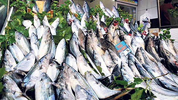 Bandırma ve Erdek'te palamut bolluğu