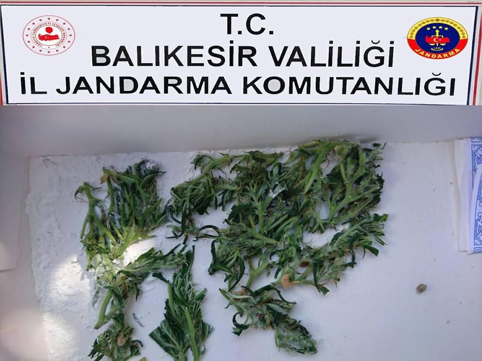 Bandırma’da kenevir operasyonu 