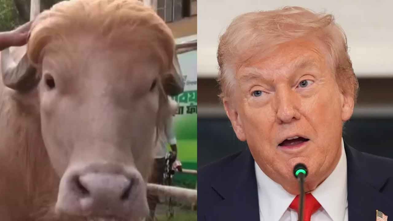 Bangladeş'teki 'Donald Trump' lakaplı albino manda yoğun ilgi görüyor