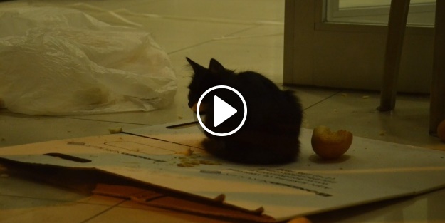 Bank Asya’da 'kedi' operasyonu