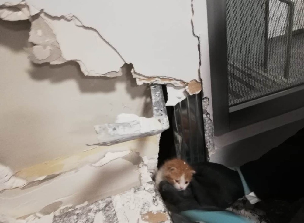 Banka duvarının içine sıkışan yavru kedi kurtarıldı 