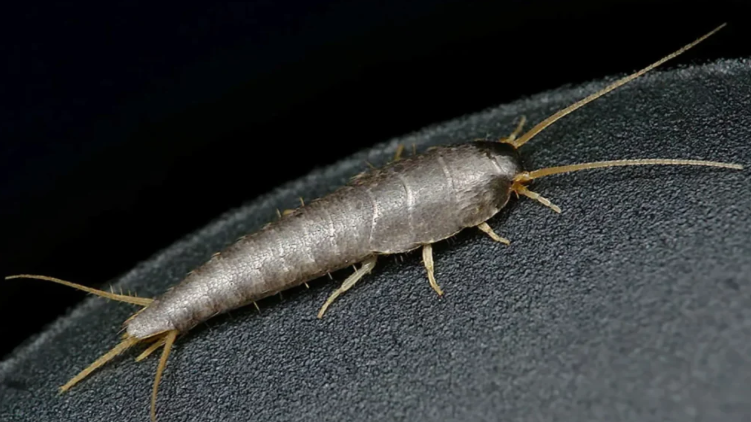 Banyonuzdaki pul böceklerine teşekkür etmelisiniz! Çünkü?