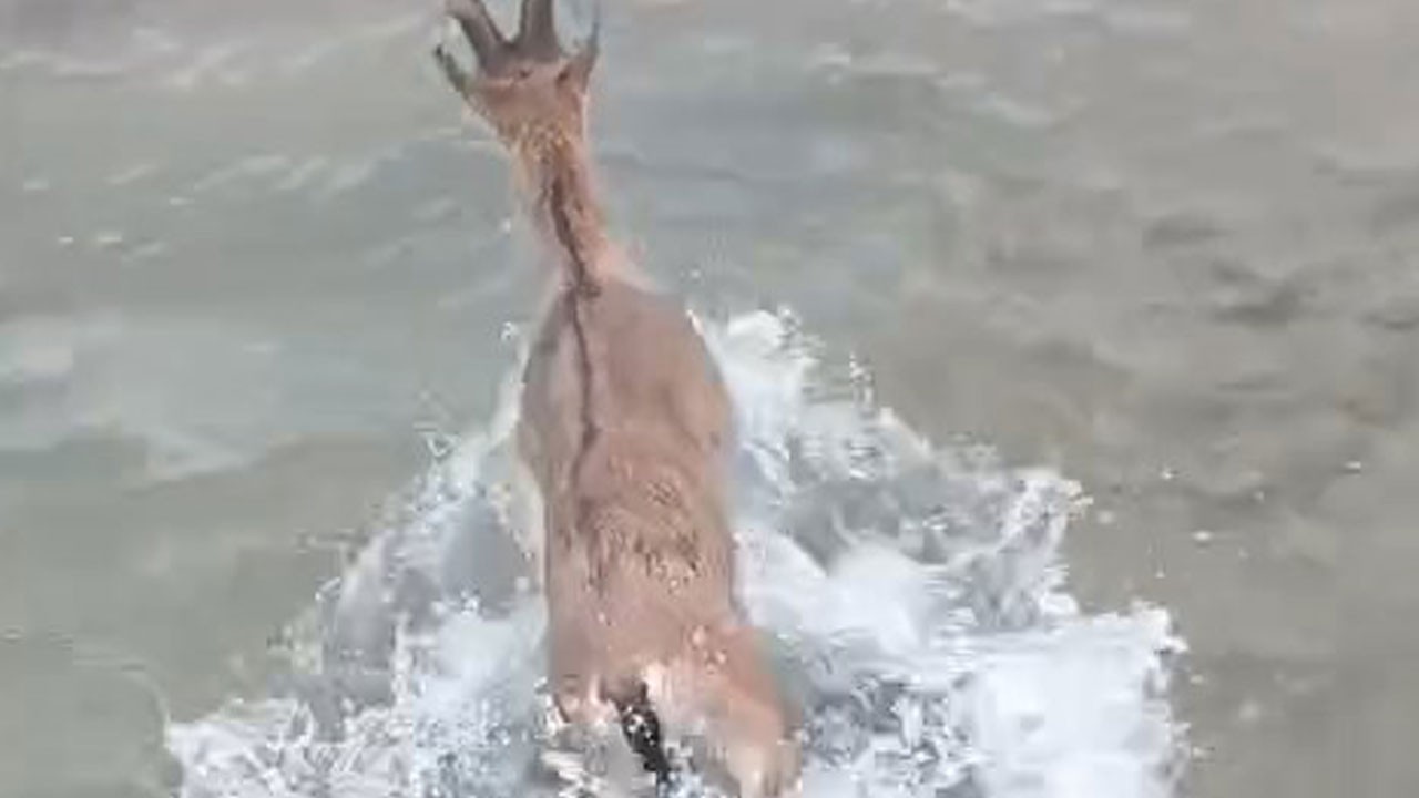 Baraja düşen dağ keçisini balıkçılar kurtardı