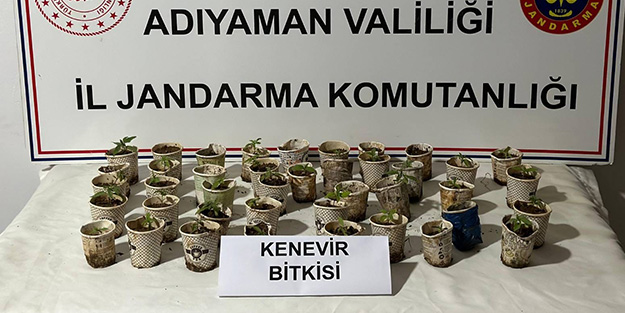 Bardakta kenevir bitkisi yetiştiren şahsa baskın!