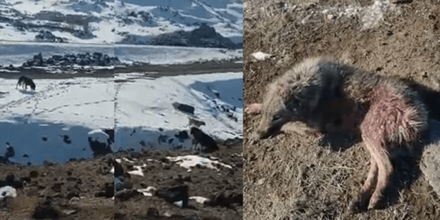  Barınak yerine dağ başına bırakılan köpekler açlıktan birbirlerini yedi!