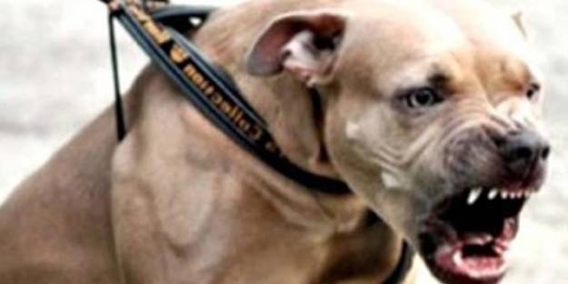 Barınaklar sokağa terk edilen Pitbulllar ile doldu taştı