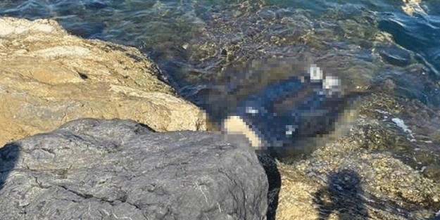Barınakta ceset bulundu