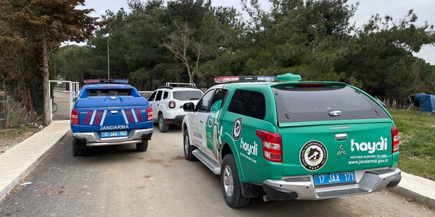 'Barınaktaki bazı sahipsiz köpekler birbirlerini parçaladı' iddiası! Soruşturma başlatıldı
