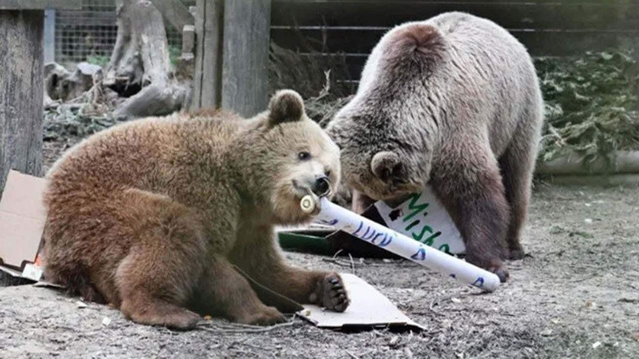 Barınaktan kaçıp ortalığı karıştırdılar! Kaçak ayılar bir haftalık balı yedi