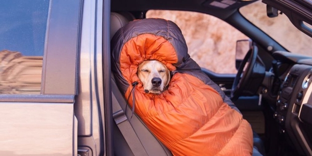 Barınaktan kurtarılan Maddie'nin fotoğrafları - FOTO