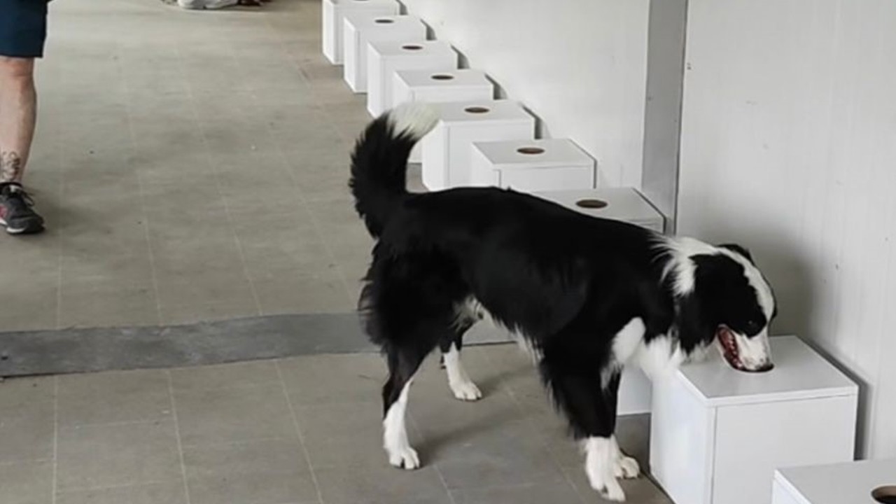 Bartın Üniversitesi'nden Tarımda Bir İlk: Dedektör Köpeklerle İstilacı Böcek Tespiti