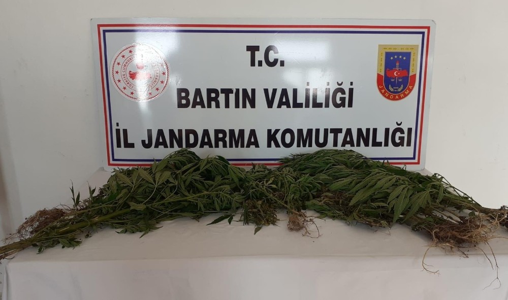 Bartın’da Hint keneviri operasyonu: 2 gözaltı 
