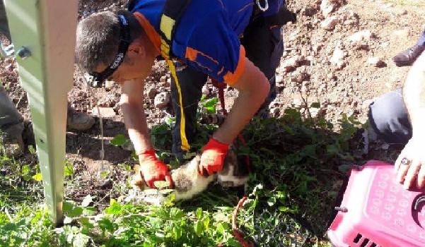 Bartın'da su kuyusuna düşen kediyi AFAD kurtardı
