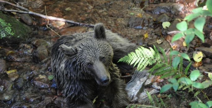 Bartın'da yediği yiyecekten zehirlenen ayı tedavi edildi