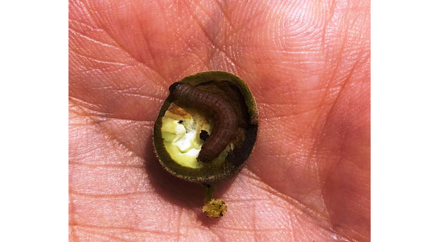 Bartın'da yeni ceviz zararlısına rastlandı