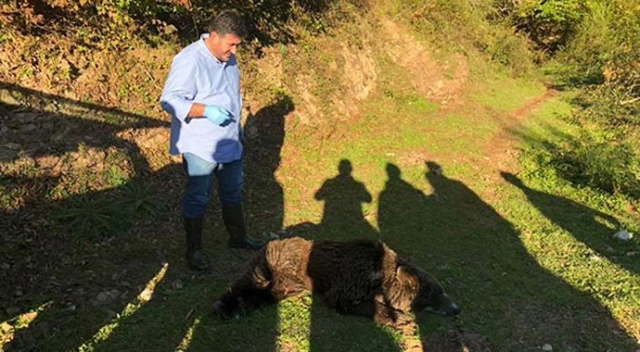 Bartın'ın Kurucaşile ilçesinde baygın halde bulunan ayı sağlığına kavuşturuldu