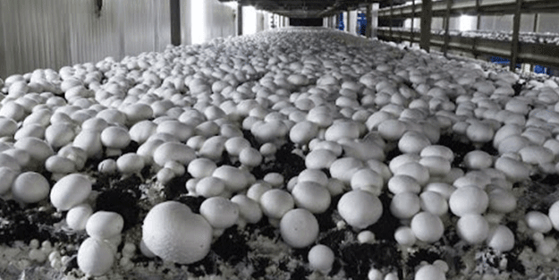 Bartınlı çiftçi üretimi 2 katına çıkardı