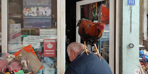 Bartınlı esnaf her gün işe omzundaki horozuyla gidiyor