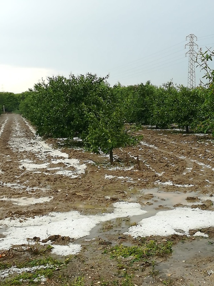 Barut: 