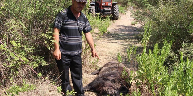 Baş belası yaban domuzu 45 günlük takibin ardından öldürüldü