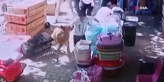 Başıboş köpek küçük çocuğa dehşeti yaşattı! 'Çocuğu parçalamak üzereydi'