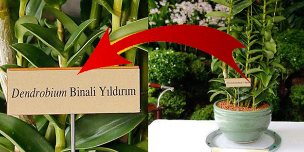 Başbakan Yıldırım'ın adını verdiler!