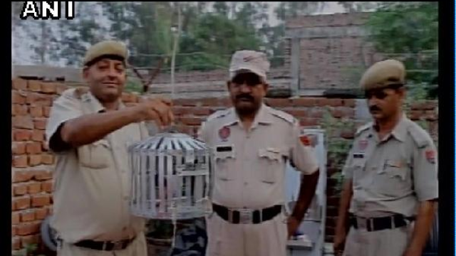 Başbakan'a tehdit mektubu taşıyan kuş tutuklandı