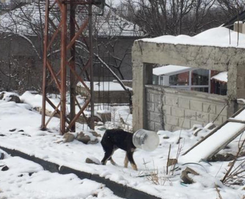 Başı bidona sıkışan yavru köpeği jandarma kurtardı 