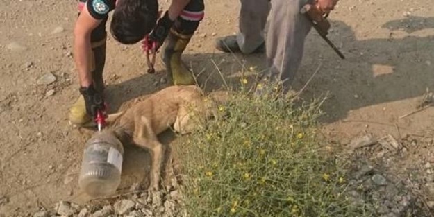 Başı kavanoza sıkışınca çaresiz kaldı