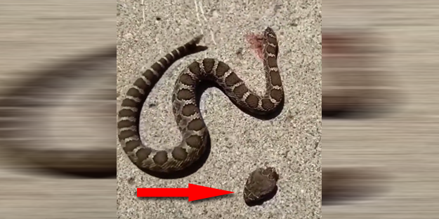 Başı kopmuş yılanın yaptıkları herkesi dehşete düşürdü