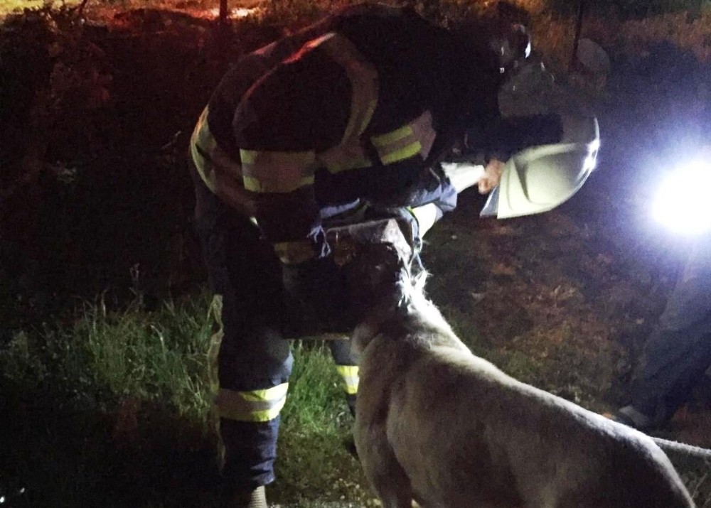 Başı tenekeye sıkışan köpeğin imdadına itfaiye yetişti 