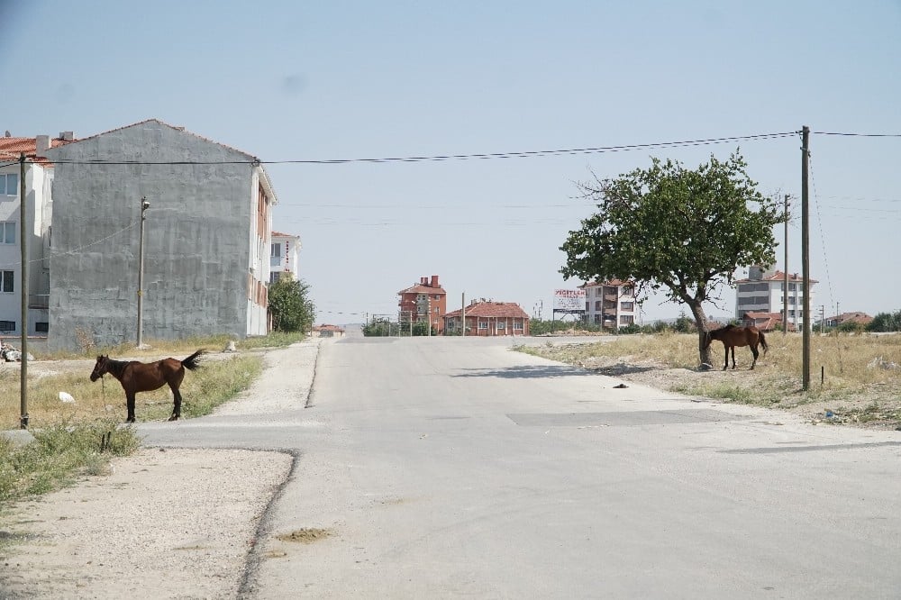 Başıboş at çok, önlem yok 