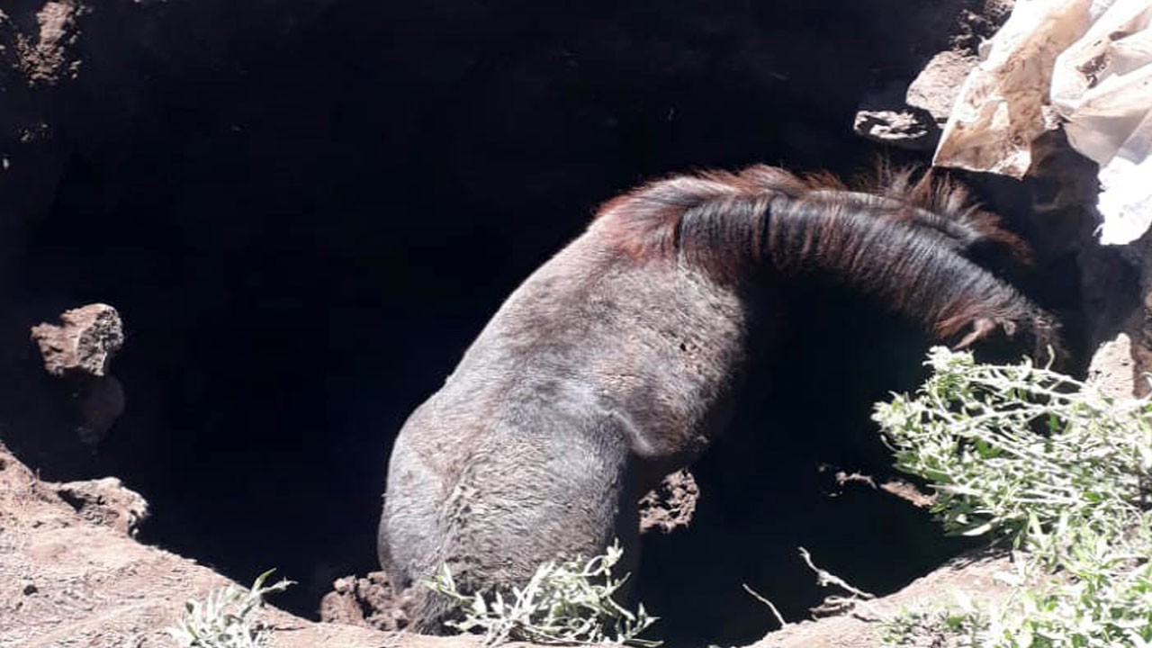 Başıboş at kuyuya düştü, köylüler seferber oldu!