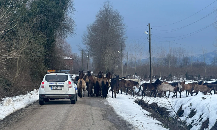 Başıboş atlar ekipleri harekete geçirdi