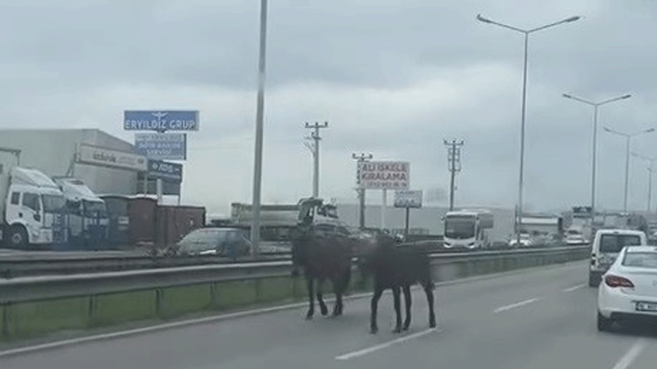 Başıboş atlar trafiği birbirine kattı