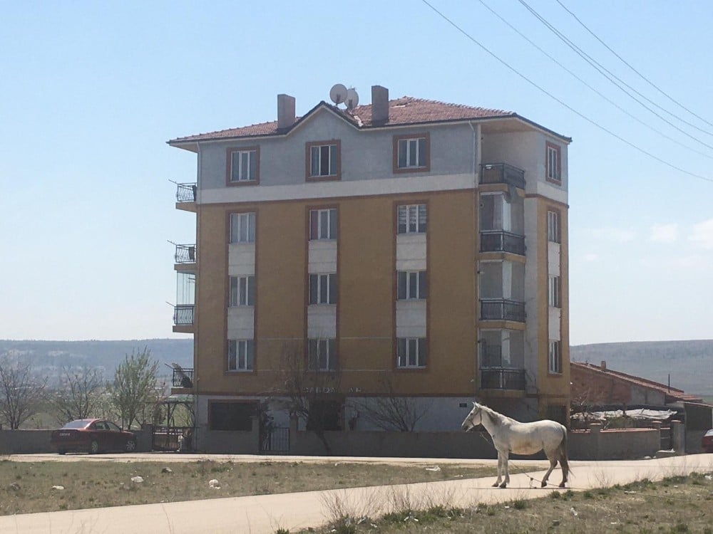 Başıboş atlara hala çözüm bulunamadı 