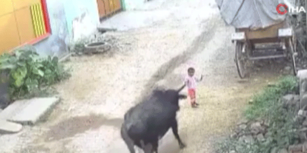 Başıboş boğa 4 yaşındaki çocuğa saldırdı! İşte korku dolu o anlar...