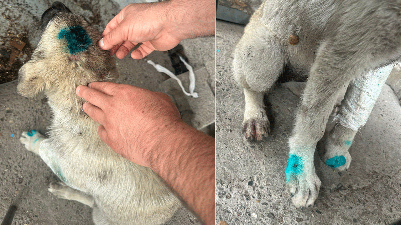 Başıboş insanın ısırdığı sokak köpeği yaralandı: Efsane gerçek oldu!